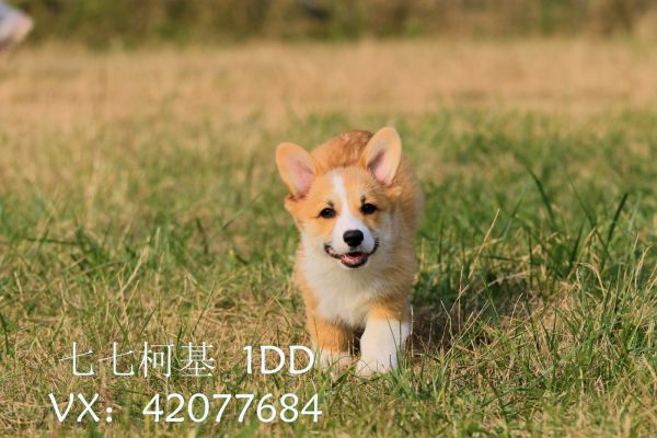 217276998919231628.jpg