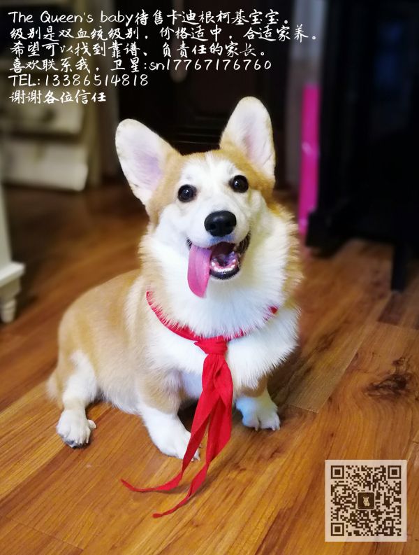 双血统.jpg