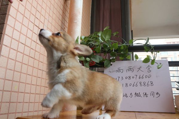 两个月纯种柯基幼犬照片