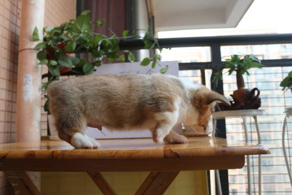 柯基犬多少钱