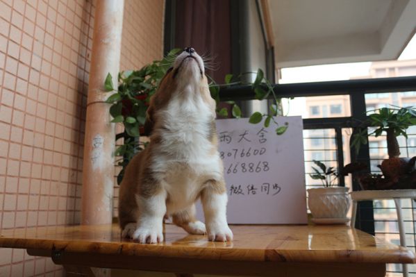 双色柯基犬价格