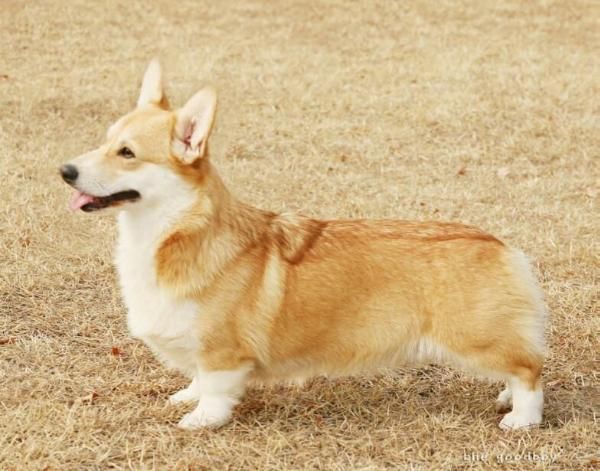 KOR.CH. The goodboy melody harmony.jpg