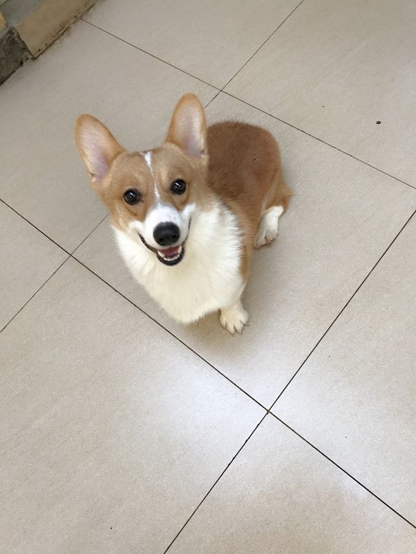 柯基小公