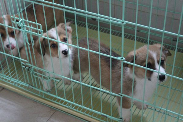 纯种柯基犬出售