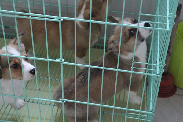 雕色柯基犬价格