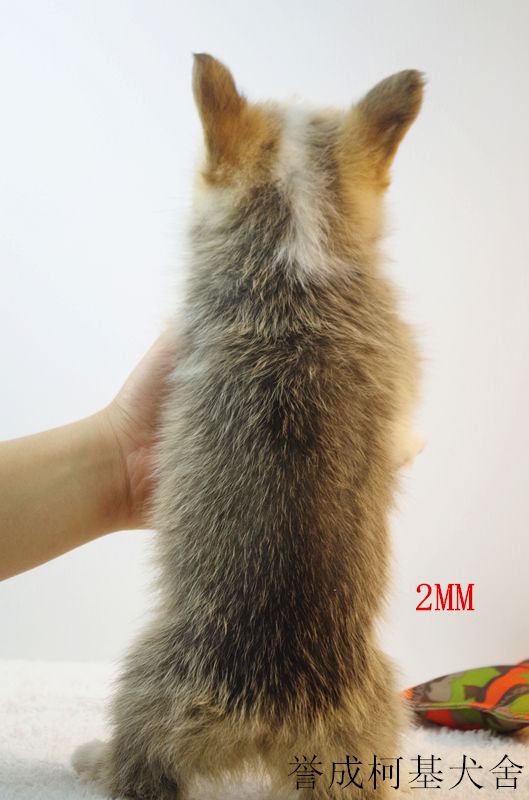 2MM (2).JPG