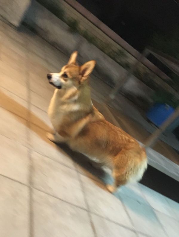 狗爸爸