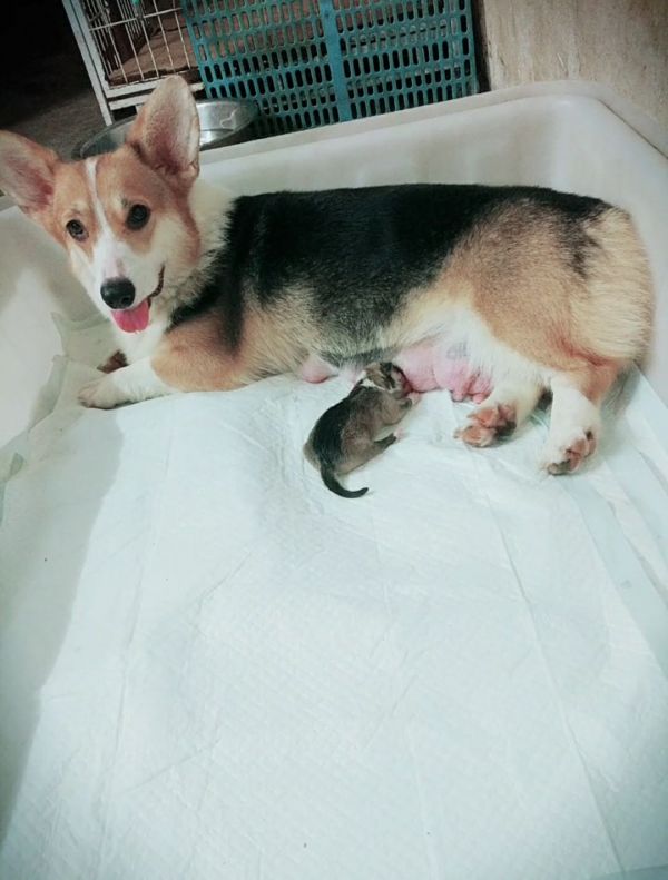 狗妈妈