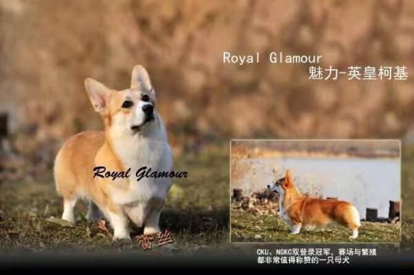 蕾丝