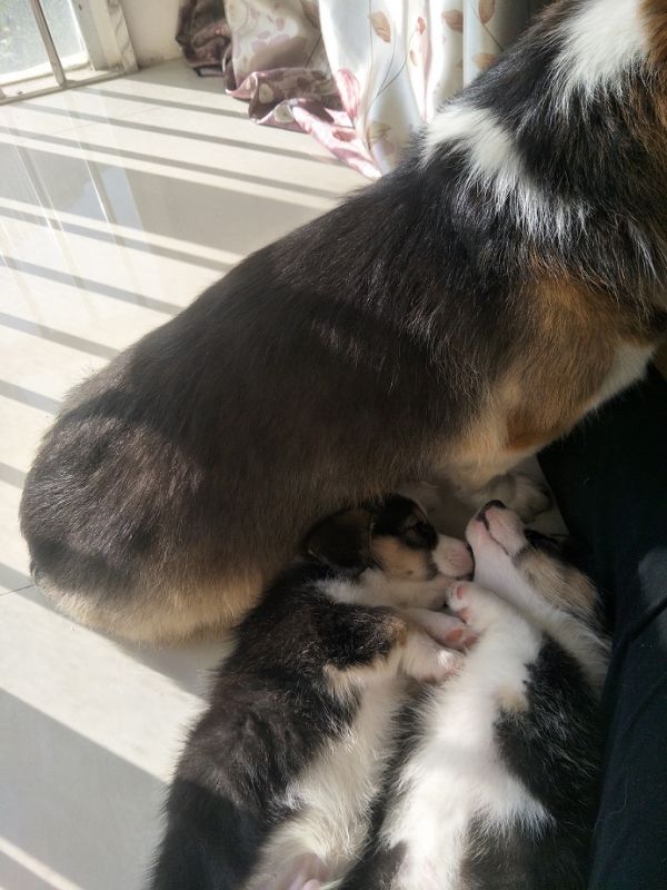 狗狗2IMG20171218151819.jpg