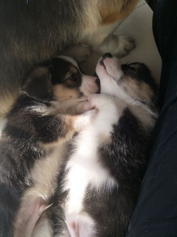 狗狗2IMG20171218151831.jpg