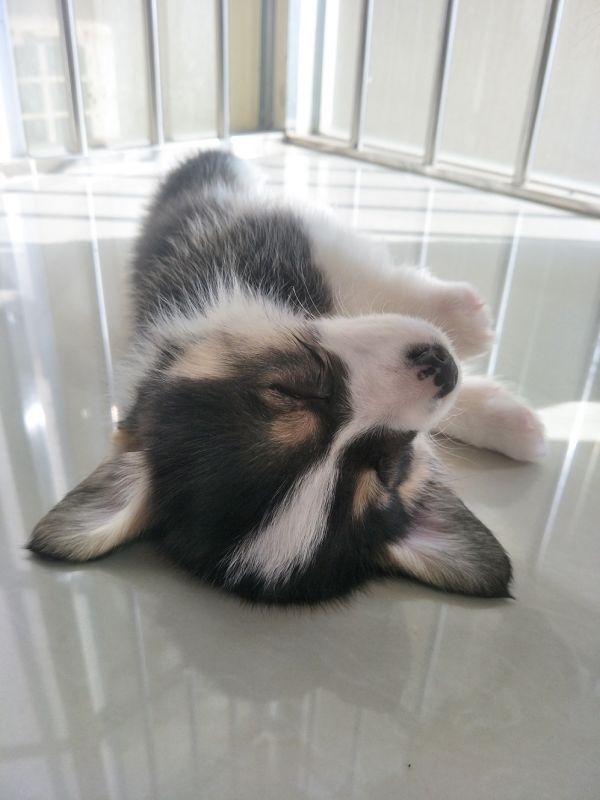 狗狗2IMG20171218151947.jpg