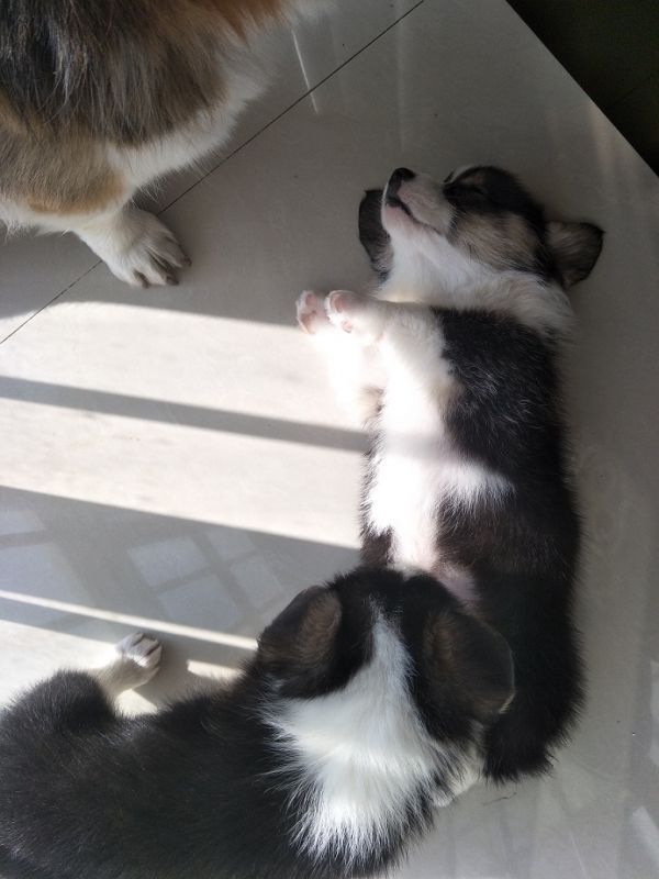 狗狗2IMG20171218151955.jpg