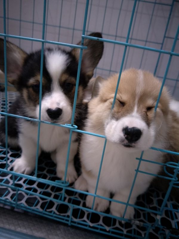 狗狗2IMG20171228195230.jpg