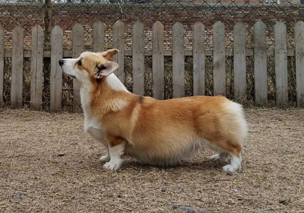 coco.jpg