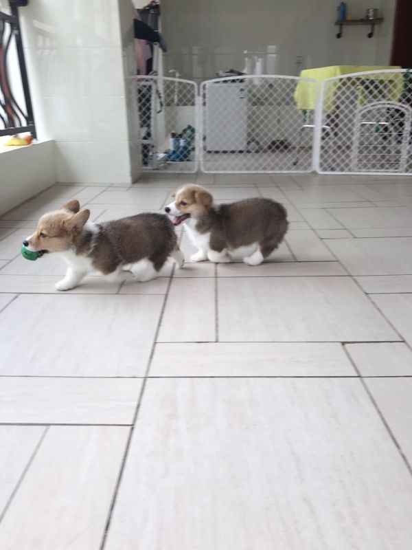 image.jpeg