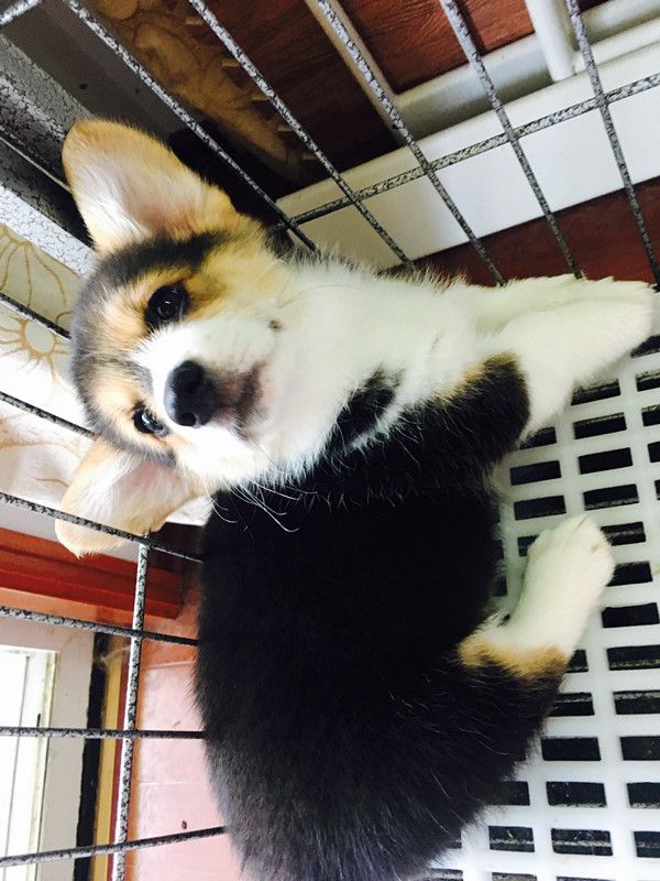 小H，很甜美，我个人最喜欢的三色