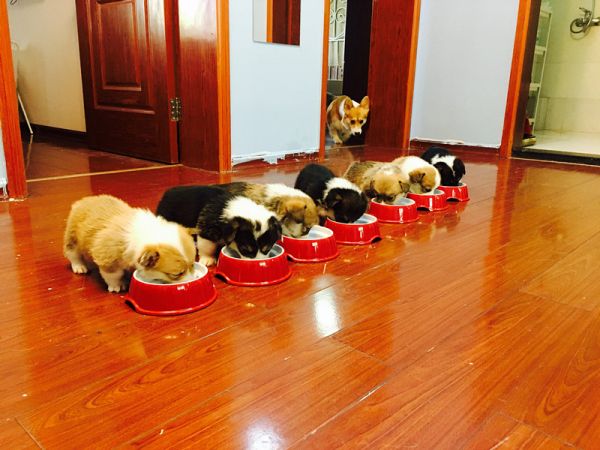 断奶后集体觅食