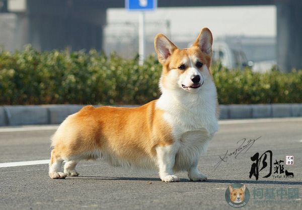 劳力士