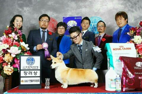 母犬韩国登录冠军国内首窝