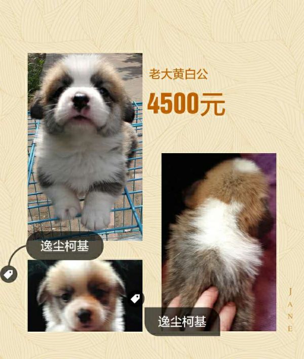 6.30凌晨2点双立耳