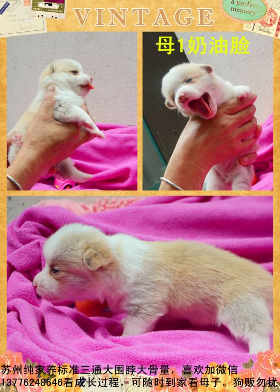 母1.jpg