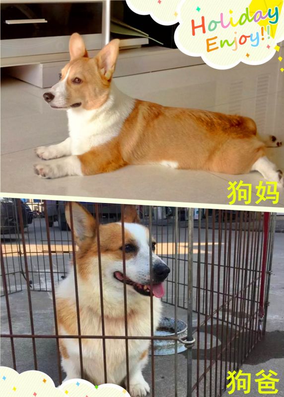 狗爸妈.jpg