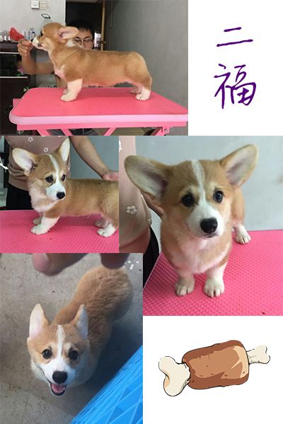 二福