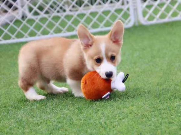 image.jpeg