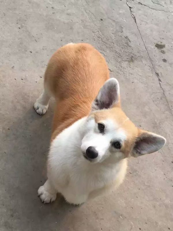 种公