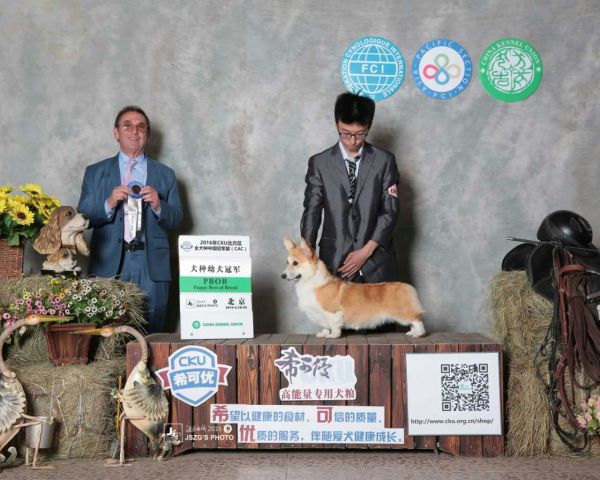 种母
