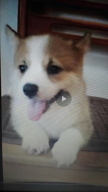 漂亮的小脸