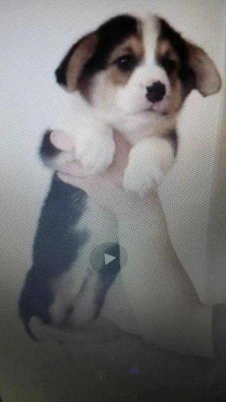 已经立耳了，拍摄时又倒了