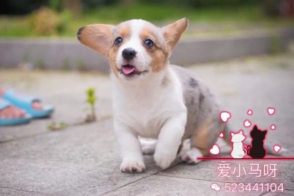 MM 小黄