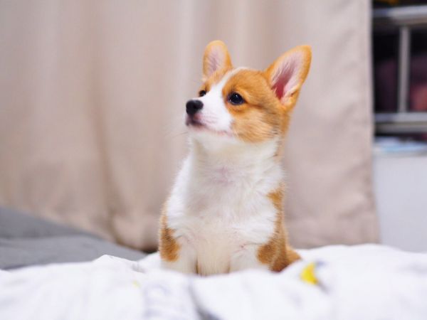 妹妹