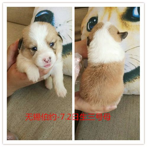 yyy002左耳挂白.jpg