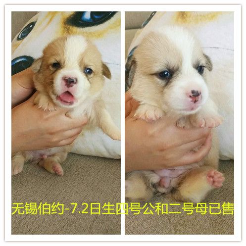 yyy003已售.jpg