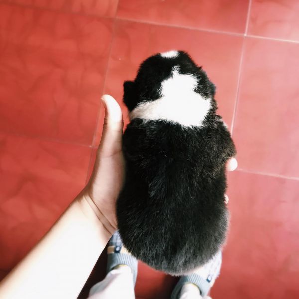 corgi gong 1-1.jpg