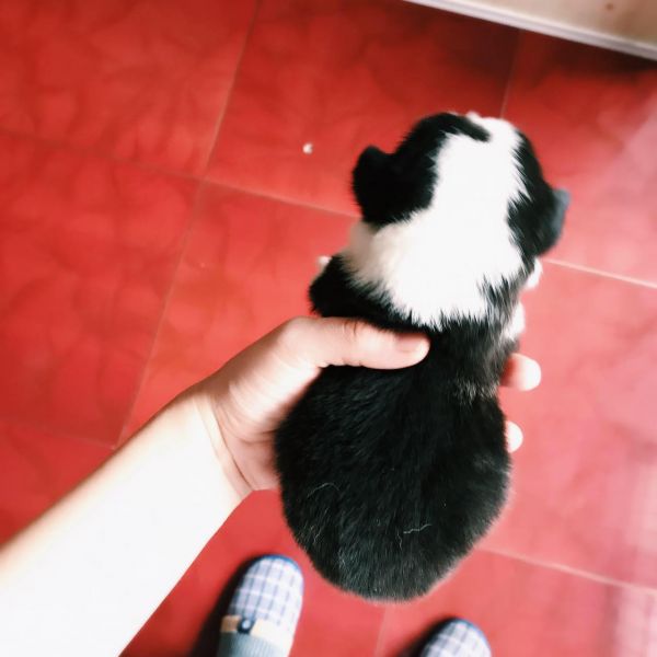 corgi gong 2-1.jpg