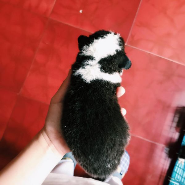 corgi mu 1-1.jpg