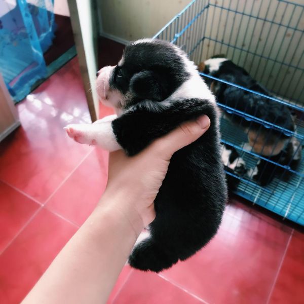 corgi gong 1-3.jpg