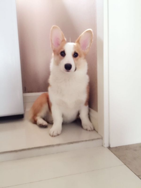 狗妈妈年前照片