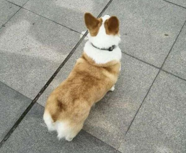 狗妈妈照片