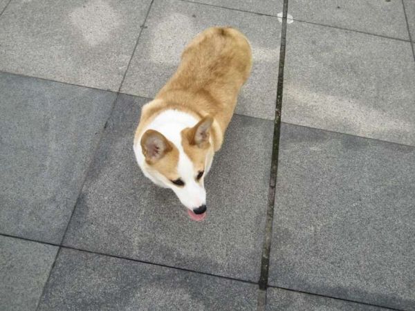 狗妈妈照片