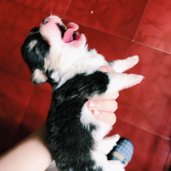 corgi mu 1-2.jpg