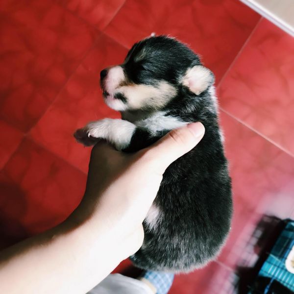 corgi mu 1-3.jpg