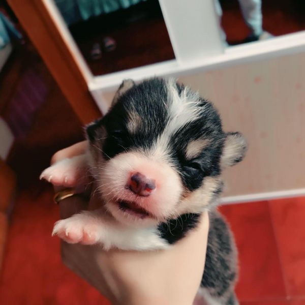corgi mu 1-4.jpg