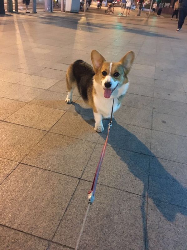 克洛泽