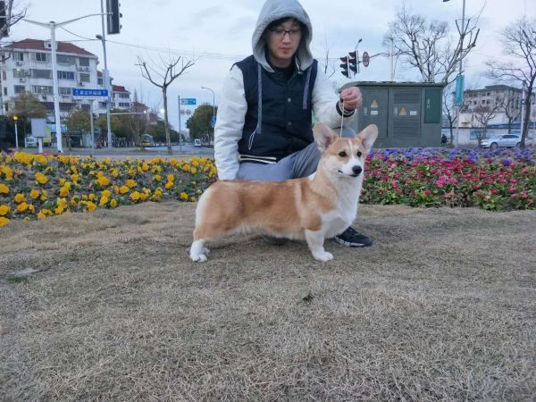 吉莉