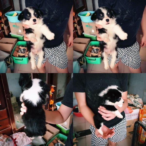 2017.7.12 gong gong.jpg